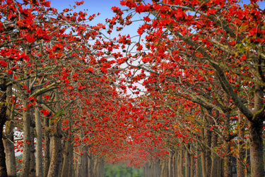 10 RED SILK COTTON Tree Bombax Ceiba Kapok Tropical Flower Seeds